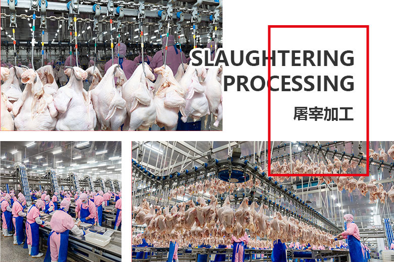 1702104990619782.jpg 屠宰加工.jpg