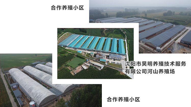 1702105061650250.jpg 肉雞養殖01.jpg