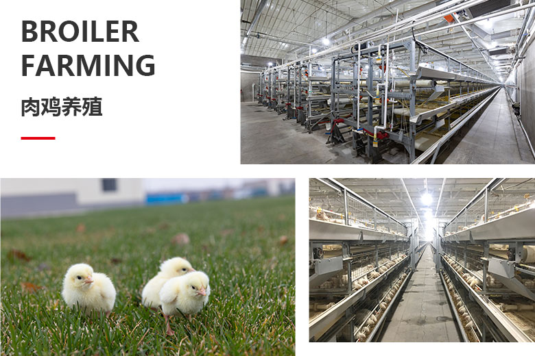 1702105074301932.jpg 肉雞養殖.jpg