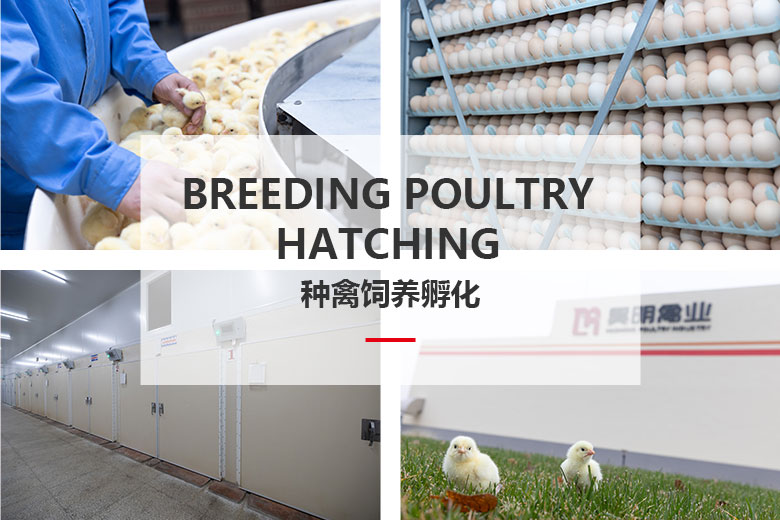 1702105133292398.jpg 種禽飼養孵化.jpg